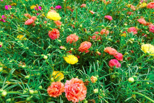 Portulaca grandiflora moss rose vintage film floral blooms.jpg