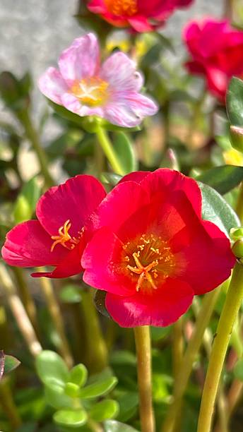 Portulaca grandiflora or moss rose blooming in the garden, popular flower for ground cover.jpg