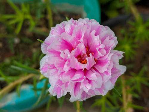 The pink flowers of rose purslane (portulaca grandiflora) in bloom. It is also commonly called the n.jpg