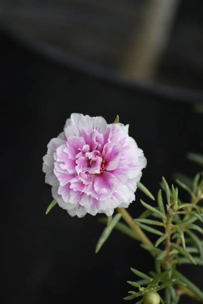 A close up photo of a portulaca flower or krokot flower. Portulaca grandiflora is a succulent flower.jpg