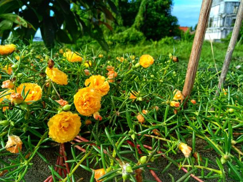 Yellow flower garden in the garden.jpg