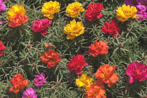 rose moss in various colors, note shallow depth of field.jpg