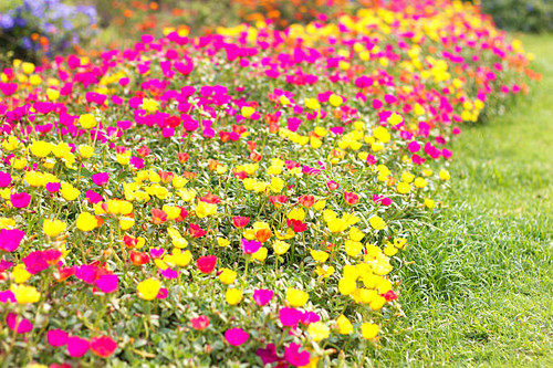 Natural  flowers bloom in summer garden.jpg
