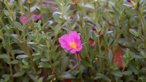 ornamental plant purslane rose.jpg