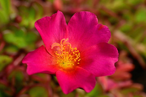 Summer plants: single pink  Portulaca flower head with stamen and pistil..jpg