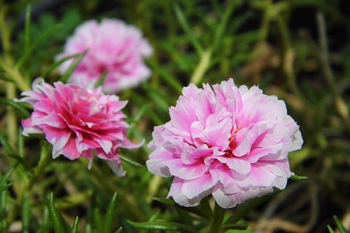 Pink Rosemoss or Portulaca flower in garden, can found in Thailand.jpg