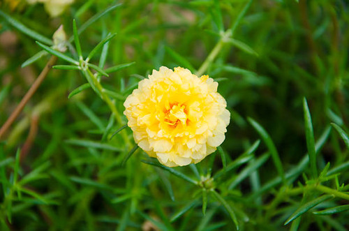yellow Common Purslane.jpg