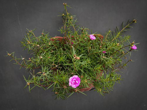 just some rose on the wall.jpg