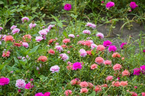 close up pink pusley flower in nature garden , Portulaca oleracea.jpg