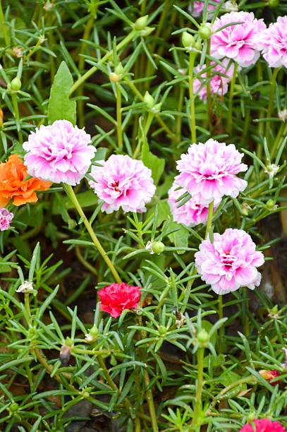 pink Pusley flower in garden , Portulaca oleracea.jpg