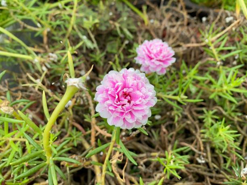 Selected focus for Porslane Flower.jpg