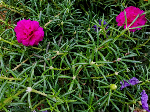 Plant pathumani is a small, flowering plant that is native to India. The plant has small white flowe.jpg