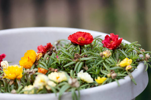 Portulaca in bloom..jpg