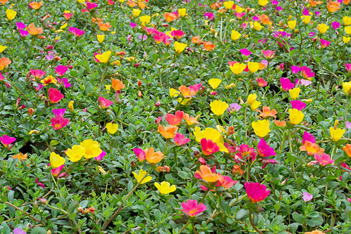Portulaca flower.jpg