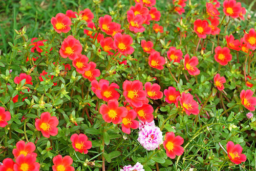 Portulaca flowers at the garden in morning.jpg