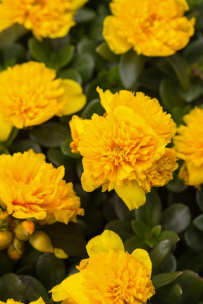 Portulaca ColorBlast Double Yellow.jpg