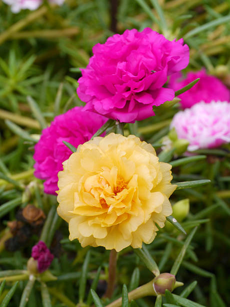 portulaca flower in the garden.jpg