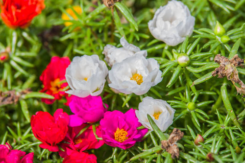 colorful Portulaca grandiflora blooming in summer garden..jpg