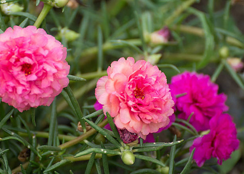 Portulaca flower and bee.jpg