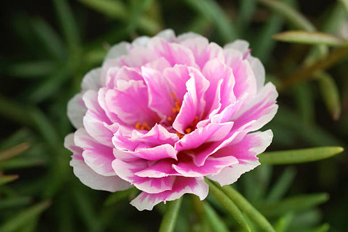 portulaca flowers at the garden..jpg