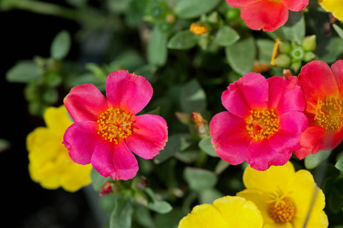 Portulaca Flowers.jpg