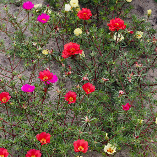 Portulaca flower in the summer garden..jpg