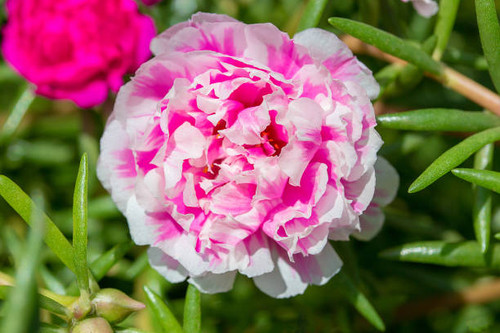 Portulaca flower in garden. Closeup pink"n flower portulaca oleracea.top view.jpg