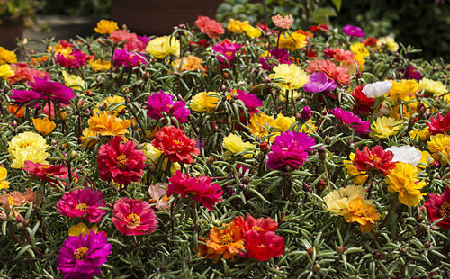 PORTULACA, FLOWERS OF VIVID AND VARIED COLORS.jpg