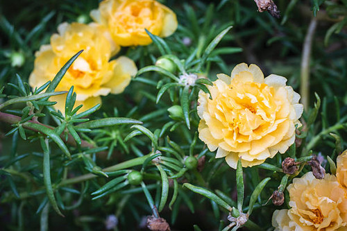 Yellow Common Purslane flowers are blooming on the background of green leaves. Eco environment conce.jpg