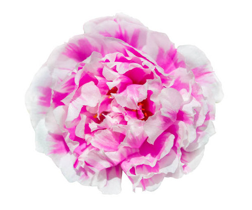 Portulaca flower isolated on white background with clipping path.jpg