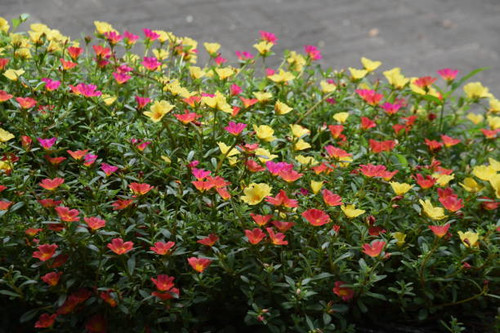 Portulaca ( Green purslane ) flowers. Portulacaceae evergreen perennial plants. Colorful flowers blo.jpg