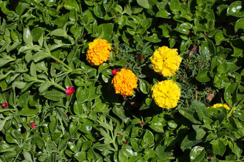 Yellow dandelions and green grass.jpg