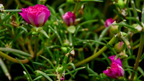 Portulaca flower closing - time lapse.jpg