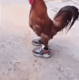 Chicken.gif