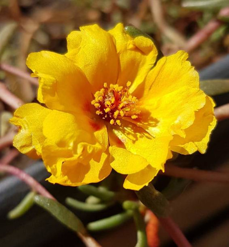 Yellow flower in garden.jpg