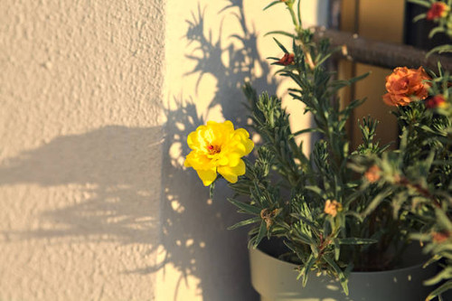 Yellow  flower in bloom in a vase seen up close.jpg