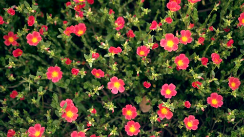 pink-red flower top view beautiful nature.jpg