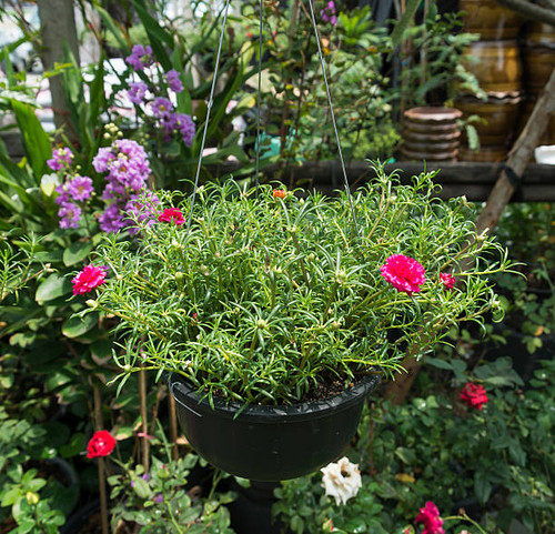 Hanging Flower in the garden.jpg