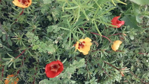 Bee collects nectar on summer lawn. Beekeeping and apiculture concept. Collection of pollen during f.jpg