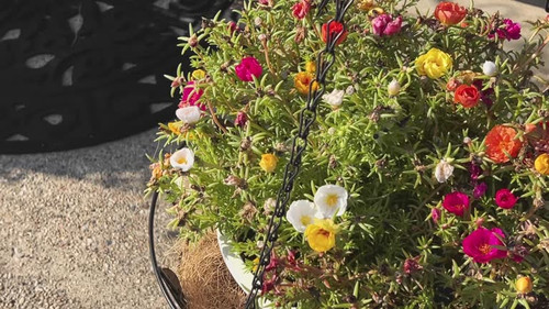 Hanging pot with colorful flowers in the sunlight panning around..jpg