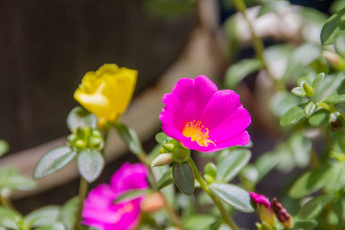 garden with known flowers at eleven hours (Portulaca grandiflora) in Rio de Janeiro..jpg