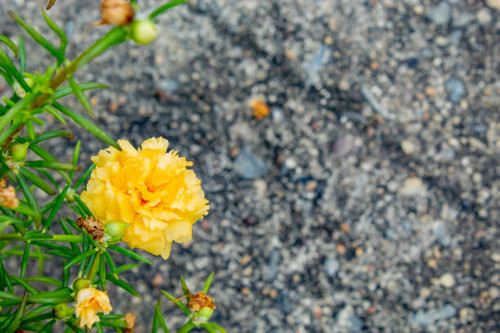 Yellow flowers or Portulaca oleracea..jpg