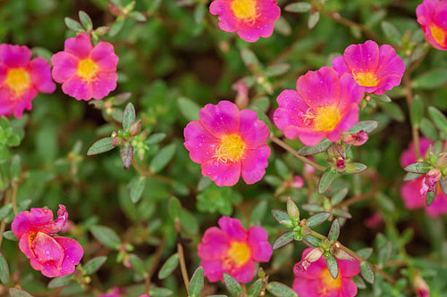 Ipomoea on the beach. Herbs for poisonous jellyfish in Thailand.jpg