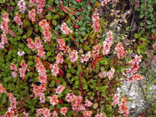 vegetation : flora : vegetation.jpg