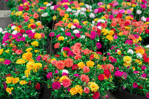 Many small, colorful flowers bloom beautifully.jpg