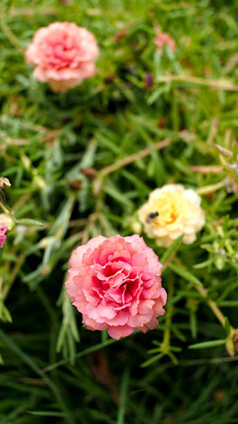 Little Pink Portuaca Flower Blooming.jpg