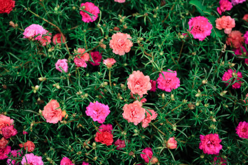 Little red flowers with green leaf background.jpg