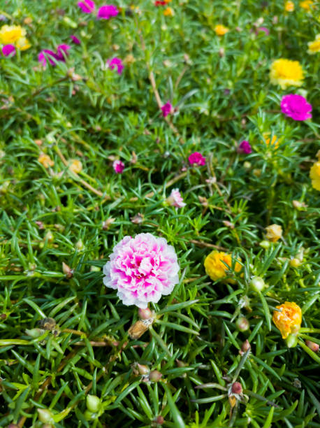 a pink flower in the garden.jpg