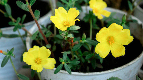 yellow flowers thrive in flower pots.jpg