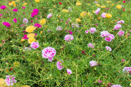 Multi-colored flower background and Common Purslane flower.jpg
